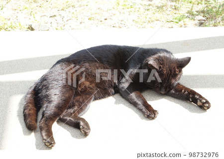 A black cat lying down and relaxing A black cat lying down and relaxing 98732976