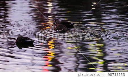 Kasai Rinkai Park's Ferris wheel rejoices at the reflection 98733233