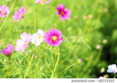 波斯菊花 98733502