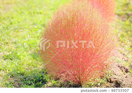 彩色的 Kokia 秋葉 彩色的 Kokia 秋葉 98733507