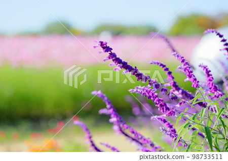 紫水晶鼠尾草花 98733511
