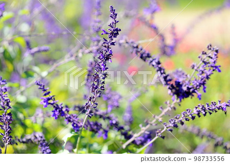 丹參藍矛花 98733556