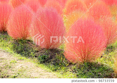 彩色的 Kokia 秋葉 98733559