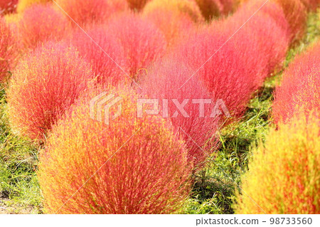 彩色的 Kokia 秋葉 98733560