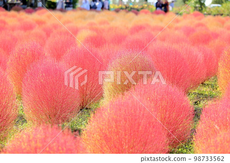 彩色的 Kokia 秋葉 98733562