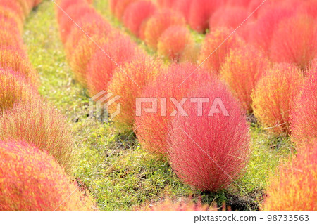 彩色的 Kokia 秋葉 98733563