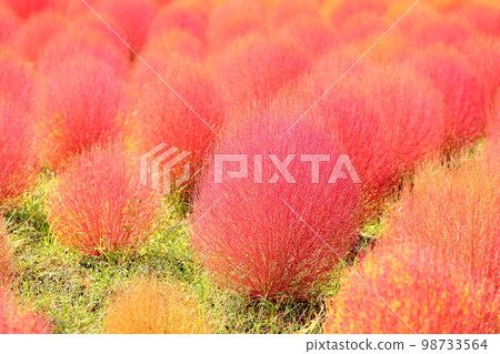 彩色的 Kokia 秋葉 98733564