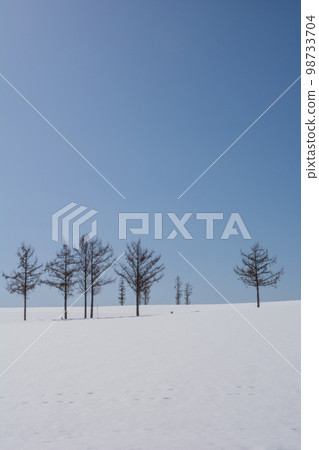 陽光明媚的冬日,落葉松站在山上 陽光明媚的冬日,落葉松站在山上 98733704