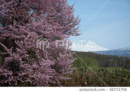 Cherry blossoms in full bloom and mountains covered with snow Daisetsuzan Cherry blossoms in full bloom and mountains covered with snow Daisetsuzan 98733706