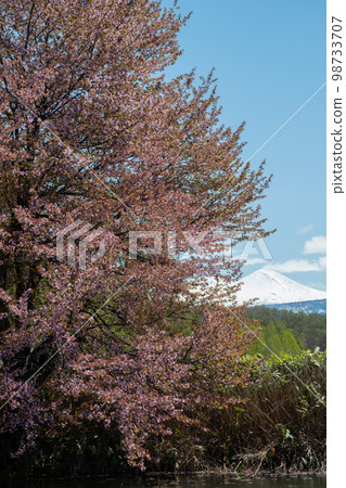 cherry blossom, daisetsuzan, hokkaido 98733707