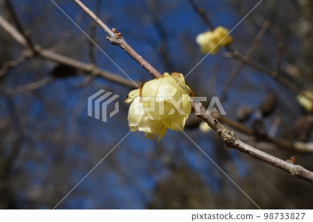 Robai 山上的日本五香粉 Robai 山上的日本五香粉 98733827