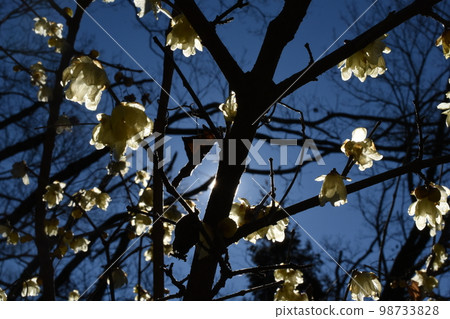 Robai 山上的日本五香粉 98733828