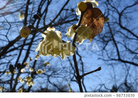 Robai 山上的日本五香粉 98733830