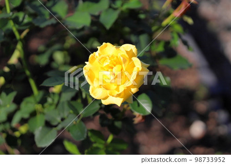 玫瑰花朵金兔子 98733952