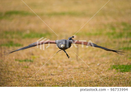 Flight scene of Harris Hawk flying over the ground 98733994
