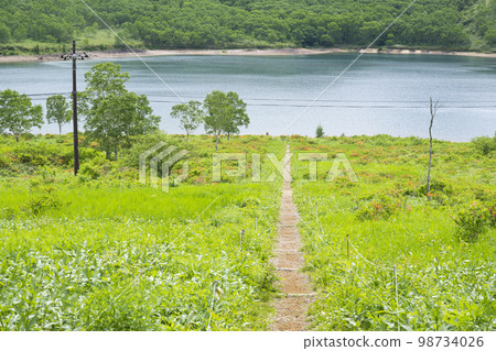 Lakeside of Nozori Lake Summer scenery [Nozori Lake area, Gunma Prefecture] 98734026