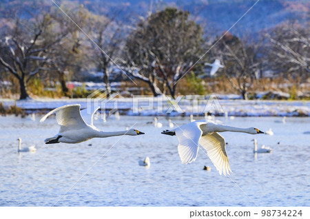 Swanning swans 98734224