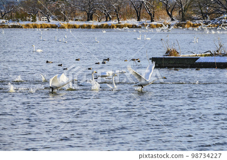 Swanning swans Swanning swans 98734227