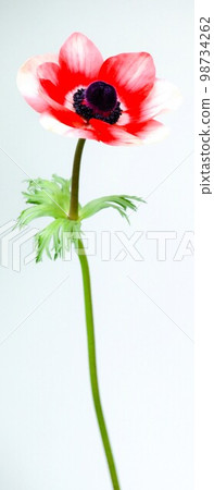 Close-up of red anemone on white background, single anemone cut flower Close-up of red anemone on white background, single anemone cut flower 98734262