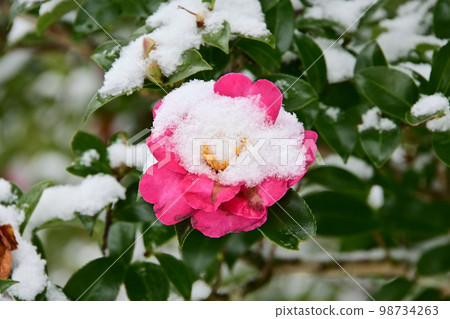 Snowy Matsudaira Goenchi Muromachi Wall Sasanqua Flower Snowy Matsudaira Goenchi Muromachi Wall Sasanqua Flower 98734263