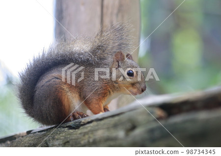 Japanese squirrel 98734345