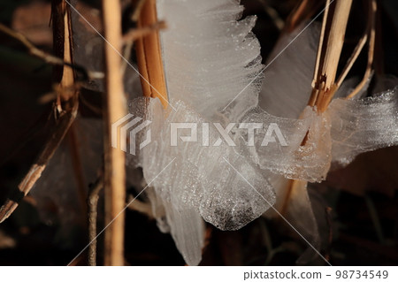 Ice flower Shimobashira 98734549