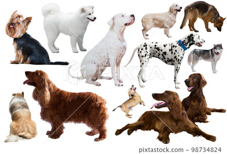 dog breed set 98734824