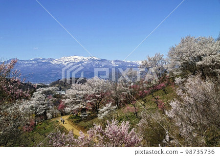 四月花見山公園 98735736