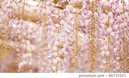 紫藤花架上的紫藤花在春季盛開 紫藤花架上的紫藤花在春季盛開 98735925