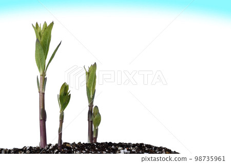 Decarbonized society SDGs Global issues 98735961