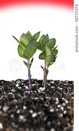 Decarbonized society SDGs Global issues 98735978