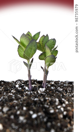 Decarbonized society SDGs Global issues 98735979