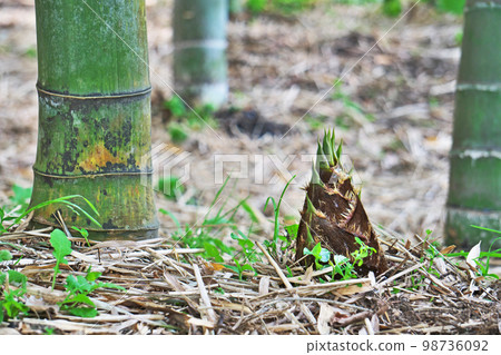 Bamboo shoots sticking out of the ground (spring, April) Bamboo shoots sticking out of the ground (spring, April) 98736092