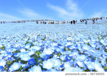 Nemophila Hitachi Seaside Park 98736093