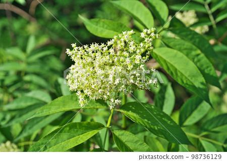 Small white elderflowers (spring, April) 98736129
