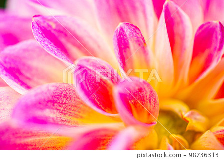 色彩繽紛的大麗花花瓣 色彩繽紛的大麗花花瓣 98736313