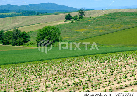 六月美瑛的田野與風景 98736358