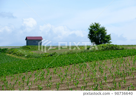 Fields and scenery of Biei in June Fields and scenery of Biei in June 98736640