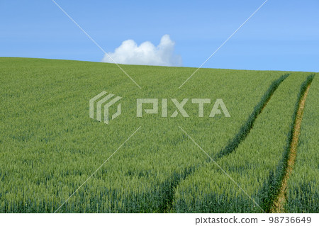 Fields and scenery of Biei in June 98736649