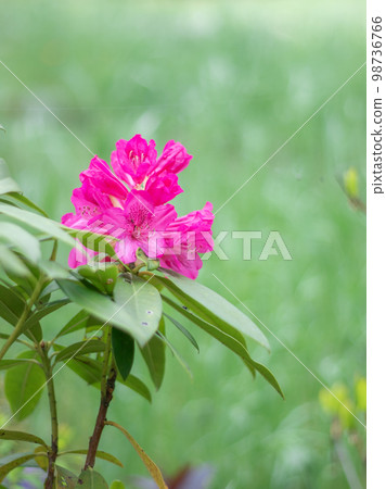 春天花園裡盛開的杜鵑花 春天花園裡盛開的杜鵑花 98736766