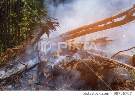 Uprooting of trees in order to build houses in housing complex which is posing an ecological disaster, there is need to clear land order to burn these trees. Uprooting of trees in order to build houses in housing complex which is posing an ecological disaster, there is need to clear land order to burn these trees. 98736767