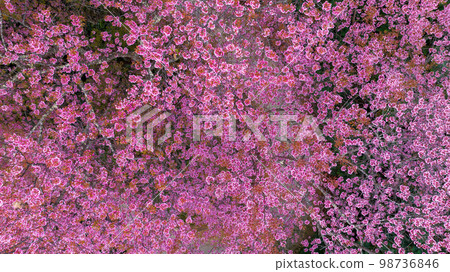 Aerial view road in mountain with pink flower, Mountain winding road with sakura pink flower, Pink cherry blossom tree with road in mountain, Nature landscape in springtime. 98736846