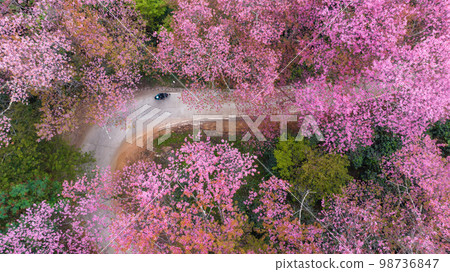 Aerial view road in mountain with pink flower, Mountain winding road with sakura pink flower, Pink cherry blossom tree with road in mountain, Nature landscape in springtime. 98736847