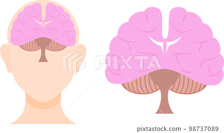 Illustration set of the brain seen from the front Illustration set of the brain seen from the front 98737089