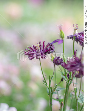 黑色的花瓣在春天的花園裡綻放 黑色的花瓣在春天的花園裡綻放 98737160