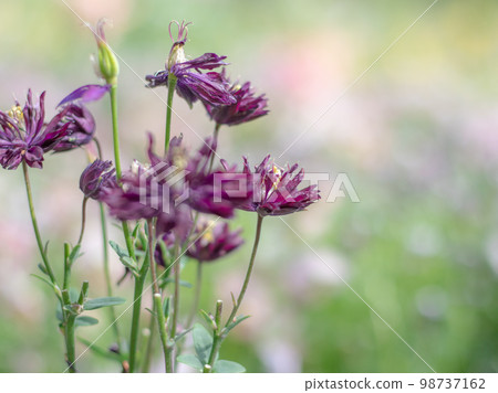 黑色的花瓣在春天的花園裡綻放 黑色的花瓣在春天的花園裡綻放 98737162