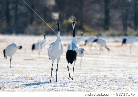 丹頂鶴在覓雪場鳴叫 98737170