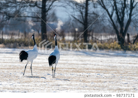 Red-crowned cranes chirping at a snow feeding ground Red-crowned cranes chirping at a snow feeding ground 98737171