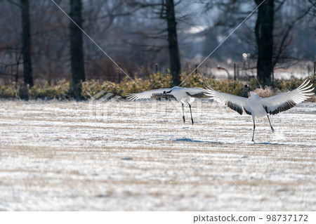 兩隻丹頂鶴在雪地上俯衝而下 兩隻丹頂鶴在雪地上俯衝而下 98737172