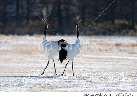 Red-crowned cranes singing back to back while feeding in the snow Red-crowned cranes singing back to back while feeding in the snow 98737173